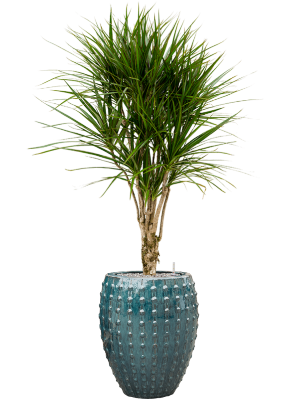 Dracaena marginata en Laos, Private label