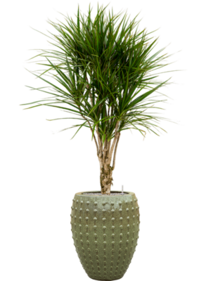 Dracaena marginata en Laos