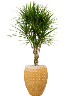 Dracaena marginata en Laos