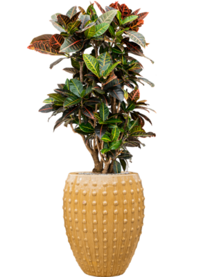 Croton (Codiaeum) variegatum 'Petra' en Laos
