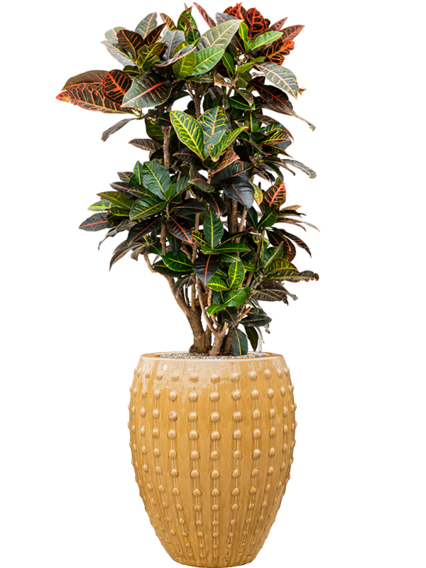 Croton (Codiaeum) variegatum 'Petra' en Laos, Private label