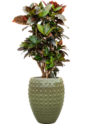 Croton (Codiaeum) variegatum 'Petra' en Laos