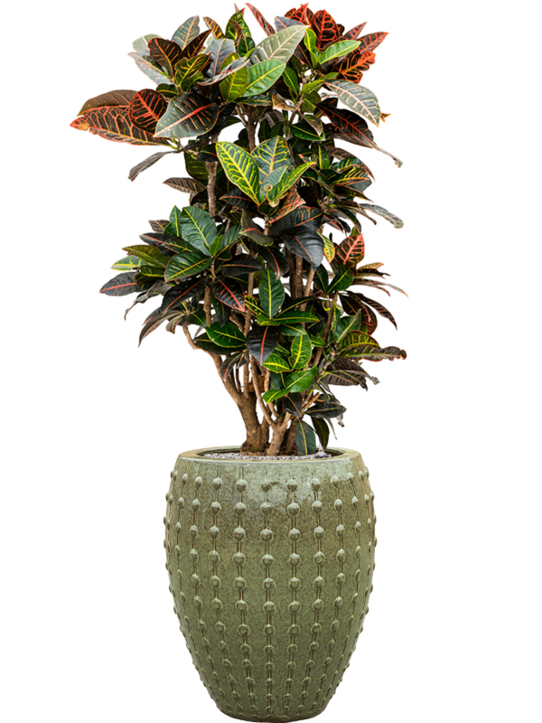 Croton (Codiaeum) variegatum 'Petra' en Laos, Private label
