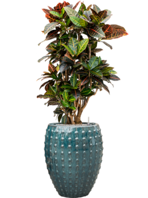 Croton (Codiaeum) variegatum 'Petra' en Laos