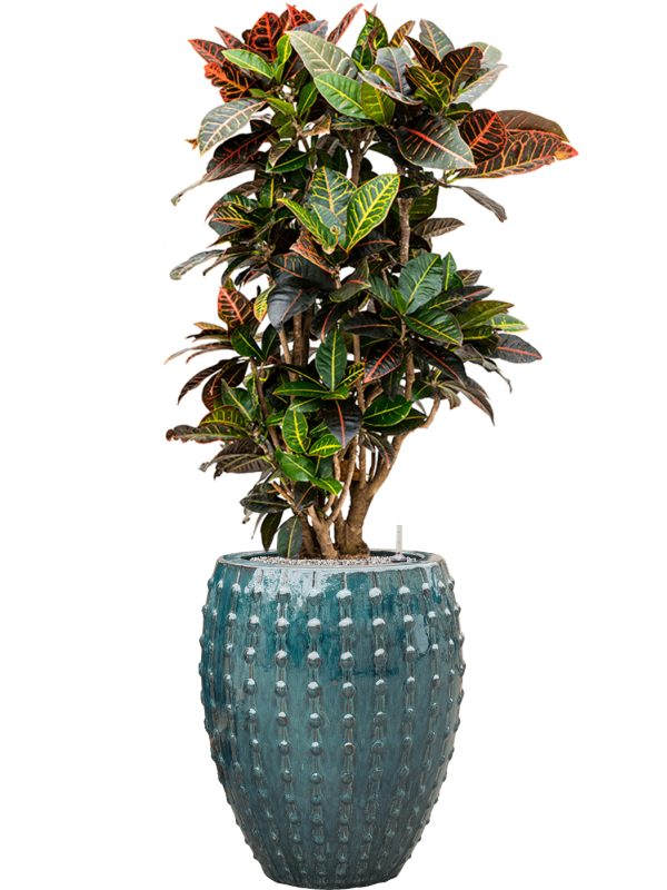 Croton (Codiaeum) variegatum 'Petra' en Laos, Private label