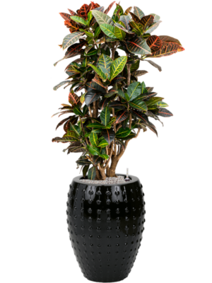 Croton (Codiaeum) variegatum 'Petra' en Laos