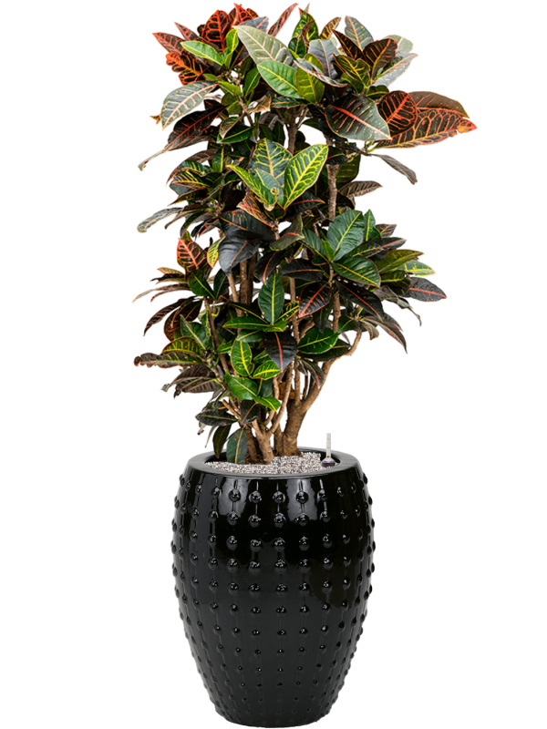 Croton (Codiaeum) variegatum 'Petra' en Laos, Private label