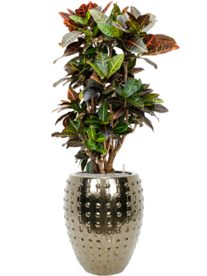 Croton (Codiaeum) variegatum 'Petra' en Laos
