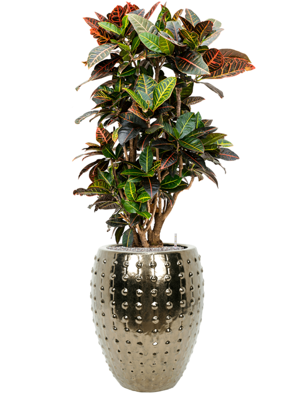 Croton (Codiaeum) variegatum 'Petra' en Laos, Private label