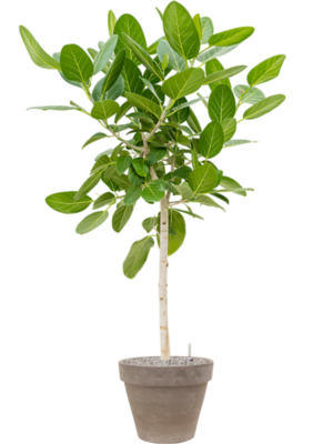 Ficus benghalensis 'Audrey' en Terra Cotta