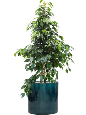 Ficus benjamina 'Danielle' en Cylinder