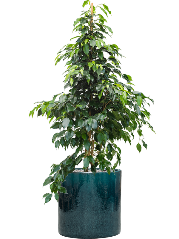 Ficus benjamina 'Danielle' en Cylinder, Ter Steege