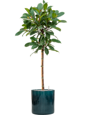 Ficus cyathistipula en Cylinder