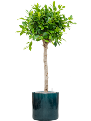 Ficus microcarpa 'Nitida' en Cylinder