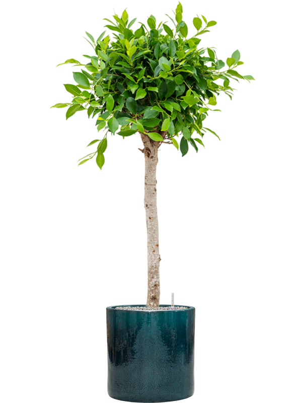 Ficus microcarpa 'Nitida' en Cylinder, Ter Steege