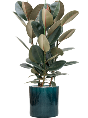 Ficus elastica 'Abidjan' en Cylinder