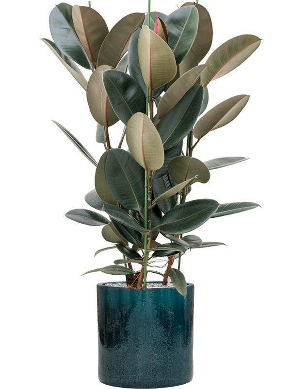 Ficus elastica 'Abidjan' en Cylinder, Ter Steege