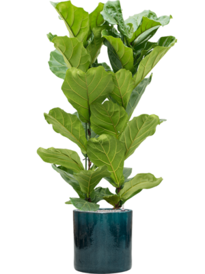 Ficus lyrata en Cylinder
