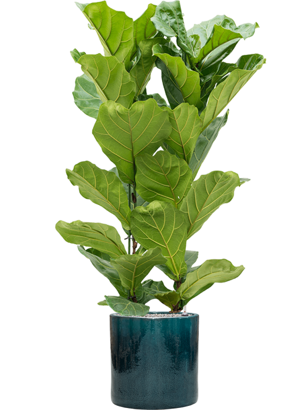Ficus lyrata en Cylinder, Ter Steege