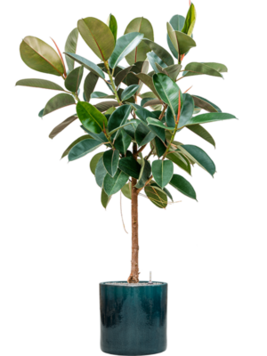 Ficus elastica 'Robusta' en Cylinder