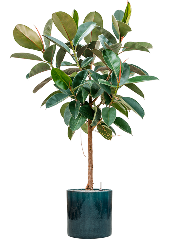 Ficus elastica 'Robusta' en Cylinder, Ter Steege