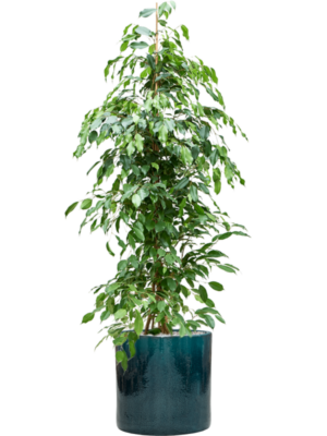 Ficus benjamina 'Exotica' en Cylinder