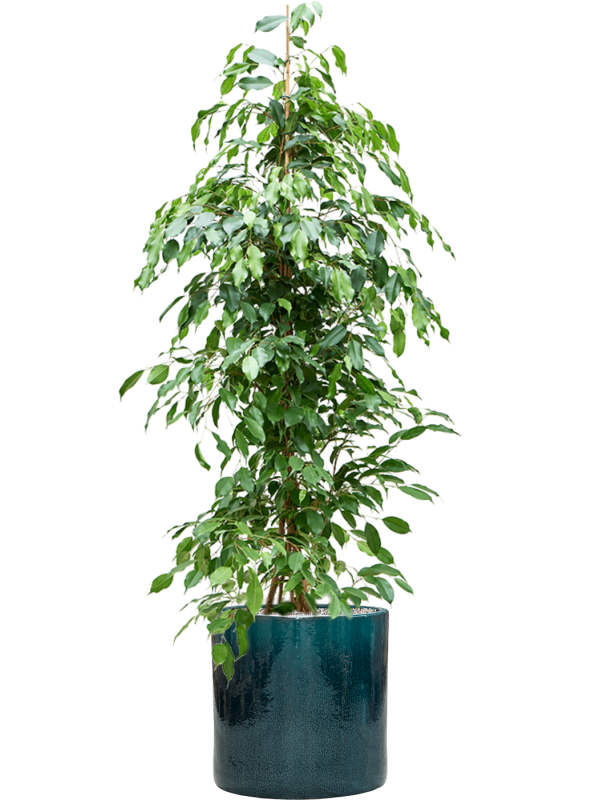 Ficus benjamina 'Exotica' en Cylinder, Ter Steege
