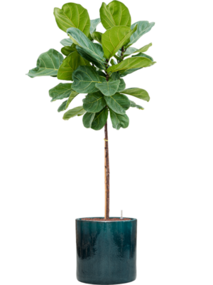 Ficus lyrata en Cylinder