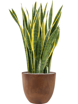 Sansevieria trifasciata 'Laurentii' en Artstone