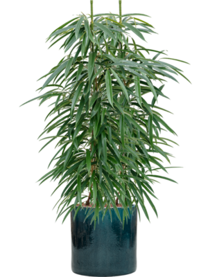 Ficus binnendijkii 'Alii' en Cylinder