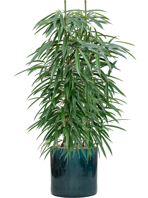 Ficus binnendijkii 'Alii' en Cylinder, Ter Steege