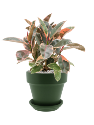 Ficus elastica 'Belize' en Urbann