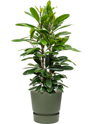 Ficus cyathistipula en Greenville