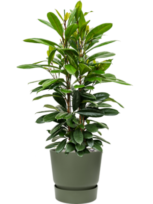 Ficus cyathistipula en Greenville