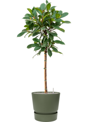 Ficus cyathistipula en Greenville