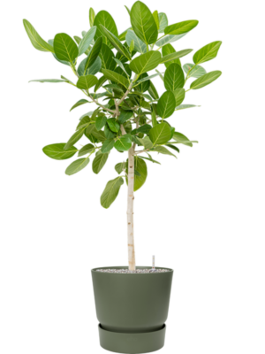 Ficus benghalensis 'Audrey' en Greenville
