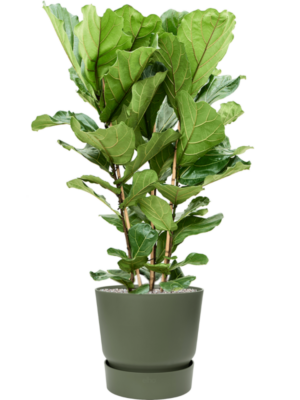 Ficus lyrata en Greenville