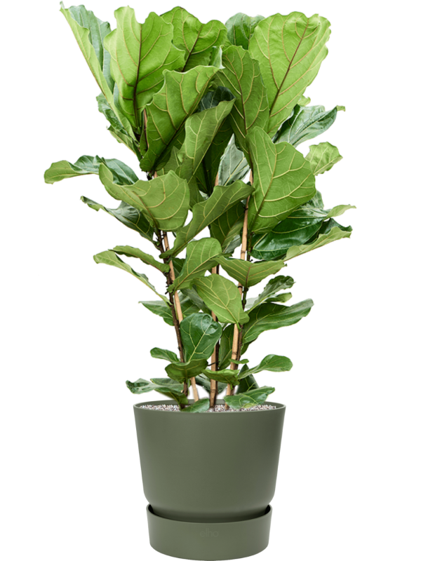 Ficus lyrata en Greenville, Elho