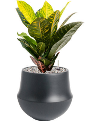 Croton (Codiaeum) variegatum 'Petra' en Fusion