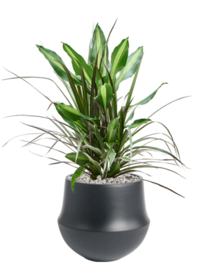 Dracaena combo en Fusion