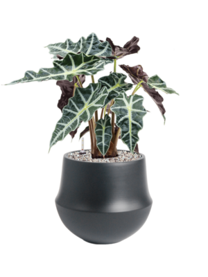 Alocasia 'Polly' en Fusion