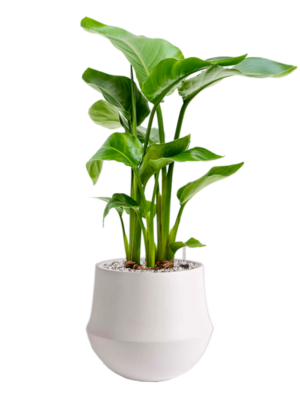 Strelitzia nicolai en Fusion