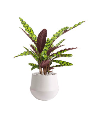 Calathea insignis en Fusion