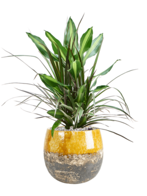 Dracaena combo en Lindy
