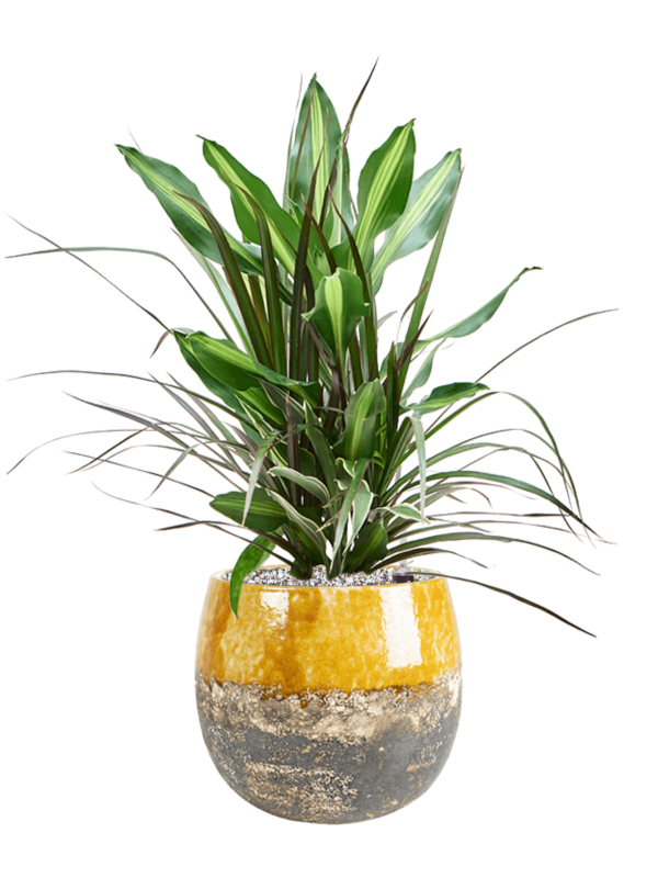 Dracaena combo en Lindy, Ter Steege
