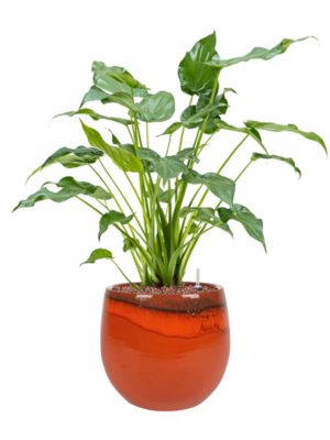 Alocasia cucullata en Charlotte