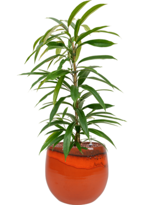 Ficus binnendijkii 'Amstel King' en Charlotte