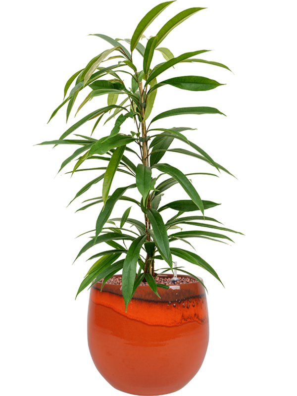 Ficus binnendijkii 'Amstel King' en Charlotte, Ter Steege