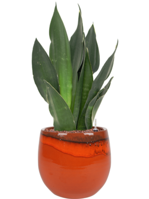 Sansevieria trifasciata 'Black Diamond' en Charlotte
