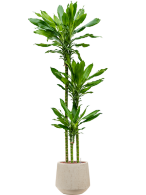 Dracaena fragrans 'Burundii' en Baq Raindrop